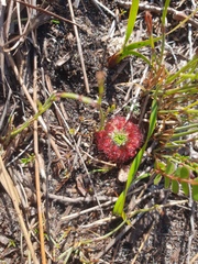 Drosera roseana
