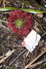 Drosera roseana