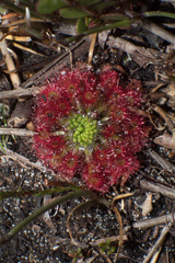 Drosera roseana