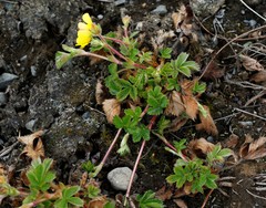 Potentilla stolonifera