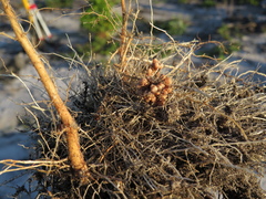 Rhizobiaceae