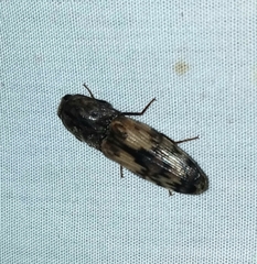 Pherhimius fascicularis