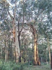 Eucalyptus cypellocarpa