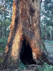 Eucalyptus cypellocarpa
