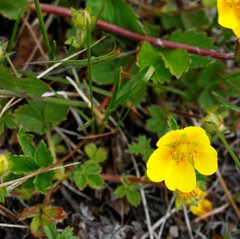 Potentilla stolonifera