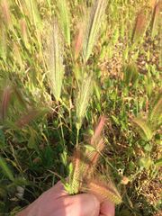 Hordeum murinum glaucum