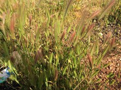 Hordeum murinum glaucum