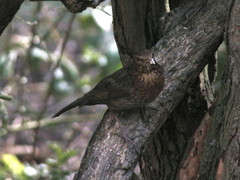 Turdus merula