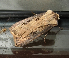 Agrotis obliqua