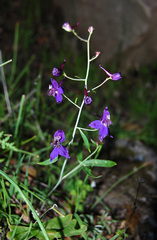 Delphinium patens