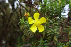 Hypericum irazuense