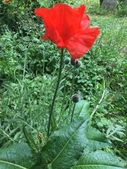 Papaver orientale