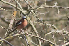 Fringilla coelebs