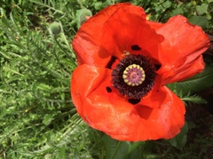 Papaver orientale
