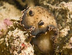 Aphelodoris gigas