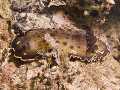 Aphelodoris gigas
