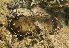 Aphelodoris gigas