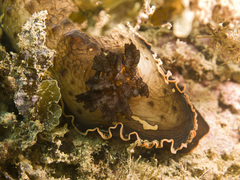 Aphelodoris gigas