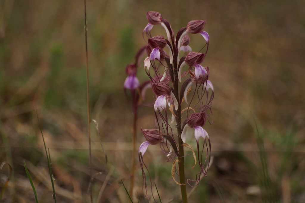 Himantoglossum comperianum
