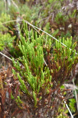 Hypericum costaricense