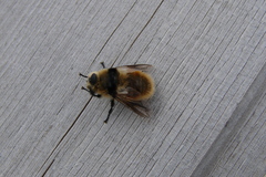Oestrinae