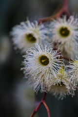 Eucalyptus mannifera