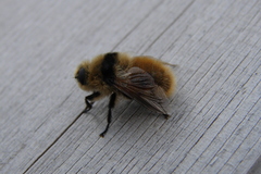 Oestrinae