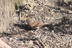 Prunella modularis