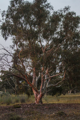 Eucalyptus mannifera