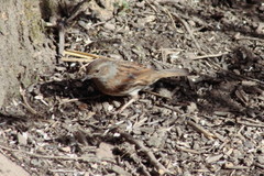 Prunella modularis