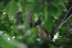 Passer domesticus