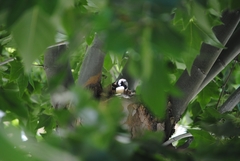 Passer domesticus