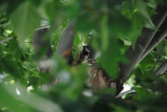 Passer domesticus