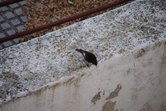 Phoenicurus ochruros