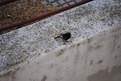 Phoenicurus ochruros