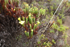 Hypericum costaricense