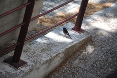 Phoenicurus ochruros