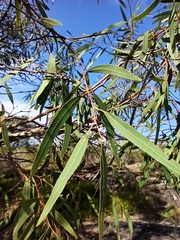 Eucalyptus exserta