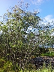 Eucalyptus exserta
