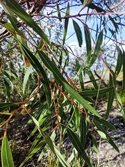 Eucalyptus exserta