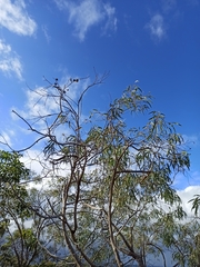 Eucalyptus exserta