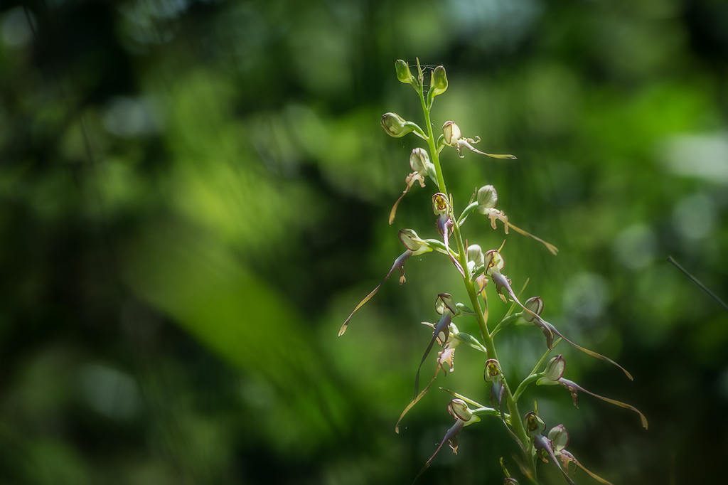 Himantoglossum caprinum