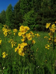 Crepis praemorsa