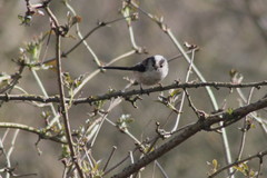 Aegithalos caudatus