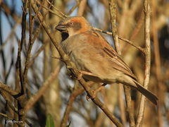 Passer rufocinctus