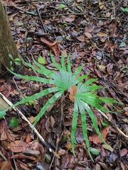 Lygodium longifolium