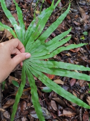 Lygodium longifolium