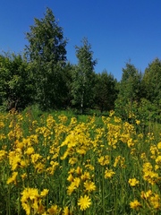 Crepis praemorsa