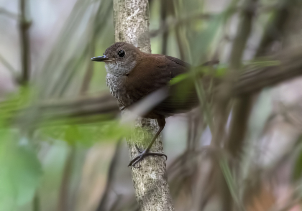 Scaly-breasted Wren (Microcerculus marginatus) photo