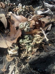 Selaginellaceae